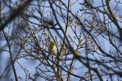 Yellowhammer