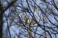 Yellowhammer