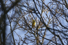 Yellowhammer