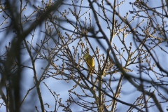 Yellowhammer