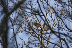 Yellowhammer