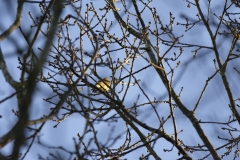 Yellowhammer