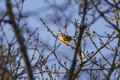 Yellowhammer