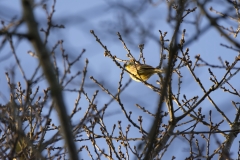 Yellowhammer