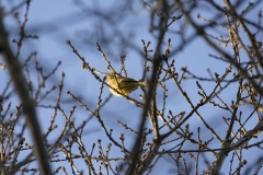 Yellowhammer