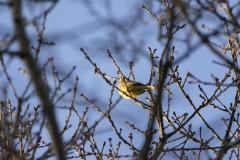 Yellowhammer