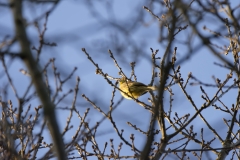 Yellowhammer