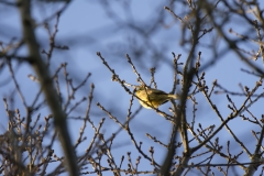 Yellowhammer