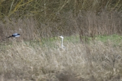 Heron & Magpie