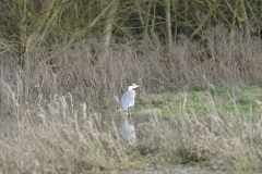 Heron