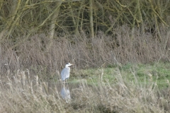 Heron