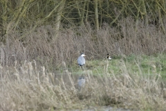 Heron & Magpie