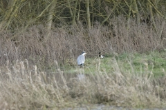 Heron & Magpie