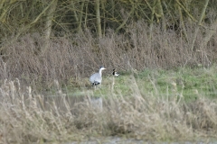 Heron & Magpie