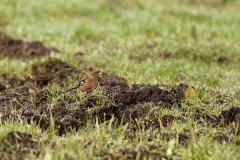 Chaffinch