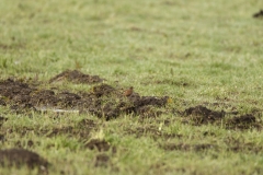 Chaffinch