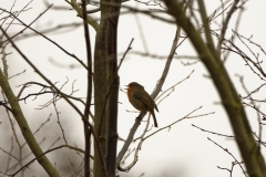 Robin Singing