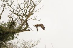 Buzzard in Flight