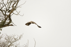 Buzzard in Flight