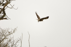 Buzzard in Flight