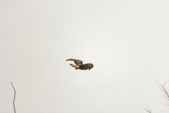 Buzzard in Flight