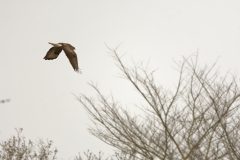 Buzzard in Flight