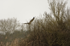 Buzzard in Flight