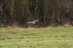 Buzzard in Flight