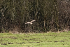 Buzzard in Flight