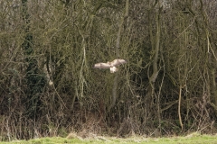 Buzzard in Flight