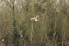 Buzzard in Flight