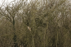 Buzzard