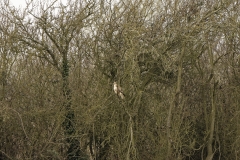 Buzzard