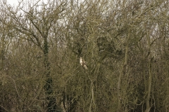 Buzzard