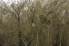 Buzzard