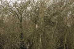 Buzzard