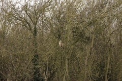 Buzzard