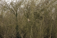 Buzzard