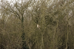 Buzzard