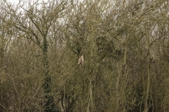 Buzzard