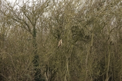 Buzzard