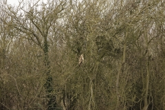 Buzzard