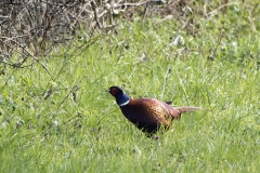 Male Pheasant