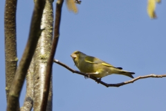 Male Greenfinch