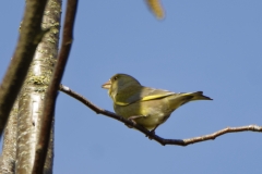 Male Greenfinch