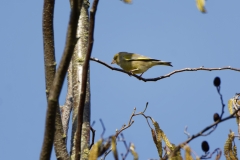 Male Greenfinch