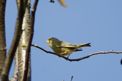 Male Greenfinch