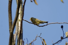 Male Greenfinch