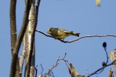 Male Greenfinch