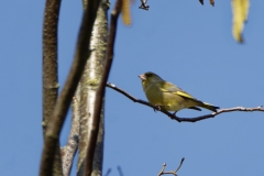 Male Greenfinch